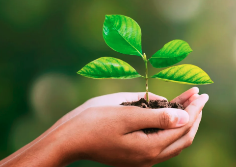 Glenis Gomes Steckel: Referência Nacional em Preservação Ambiental e Sustentabilidade