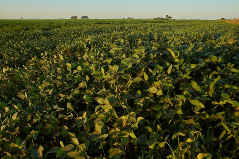 Calor acima da média e chuvas irregulares elevam riscos para a safra de soja no Centro-Oeste e Matopiba