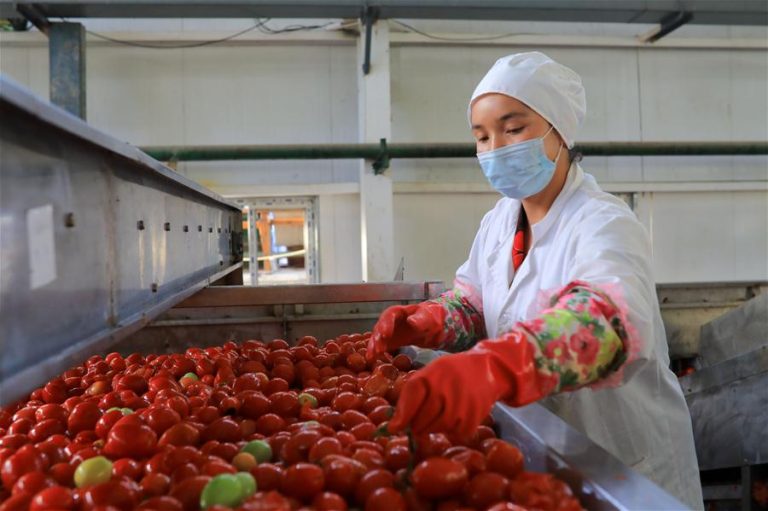 Cientistas chineses inovam mercado agrícola com tomate de pipoca através de edição genética