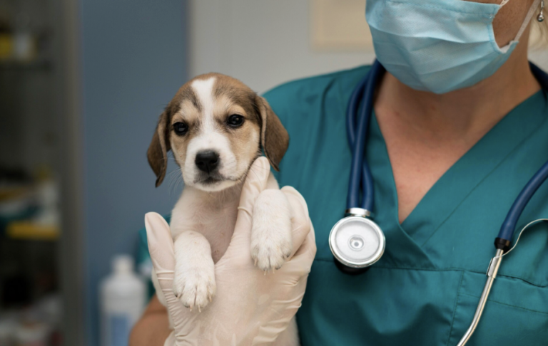 Inscrições para aprimoramento em UTI veterinária com bolsa vão até 15 de março