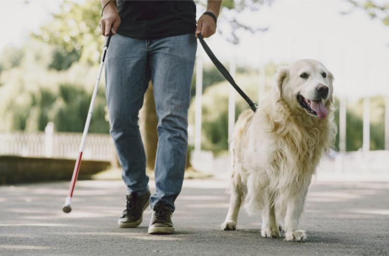 Dia do Cão-Guia: rotina de alta performance exige cuidados veterinários especiais