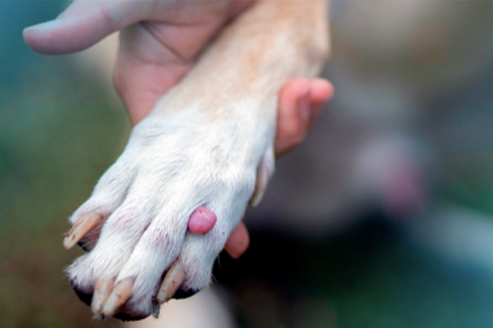 Casos críticos com pets chegam a 87% nos fins de semana, mostra WeVets