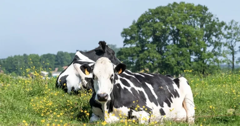 Brasil conquista reconhecimento da China como país livre de febre aftosa no agronegócio