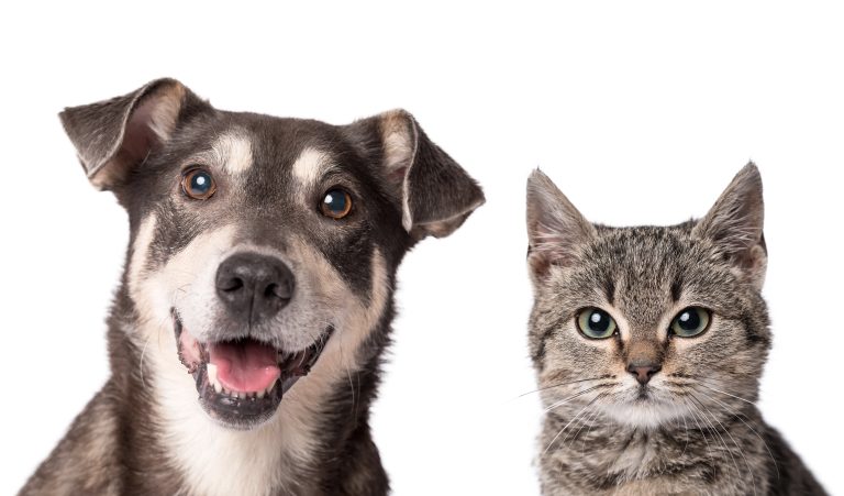 Pátio Paulista Realiza Nova Edição de Adoção Responsável de Cães e Gatos