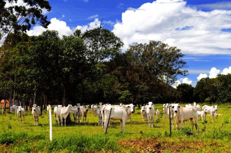 Exportação de carnes: a anatomia da pauta e a rota geopolítica da carne brasileira (Parte 2)